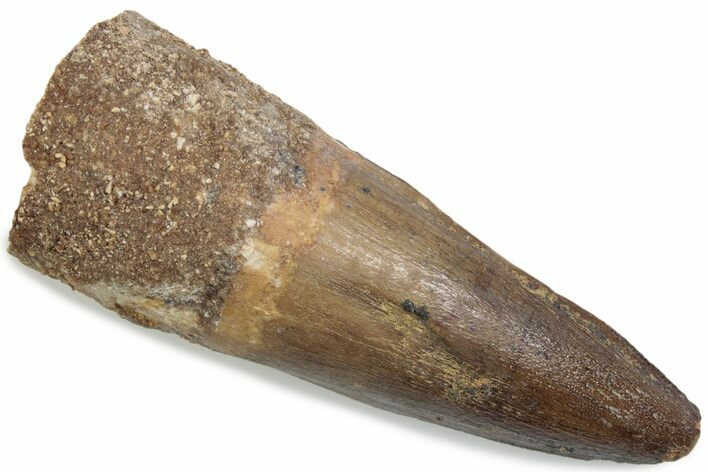 Bargain, Fossil Spinosaurus Tooth - Real Dinosaur Tooth #376421